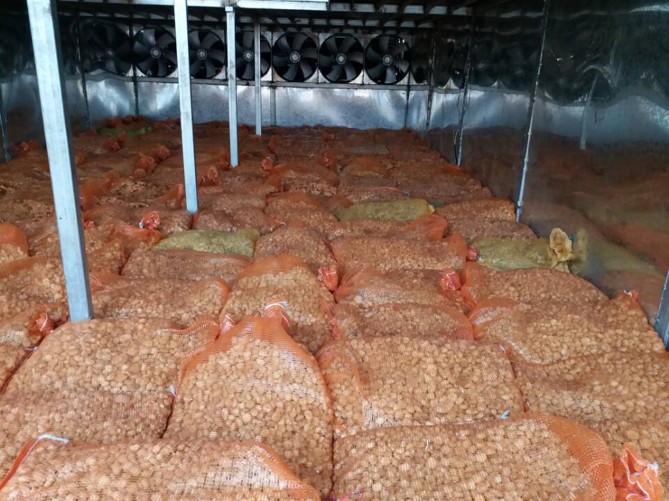 正定中藥材南天星烘干